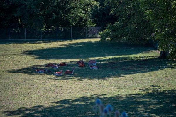 Vente Château Lully 19 Pièces 1204 m²