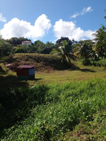 A vendre terrain plat au Lamentin, quartier Palmiste