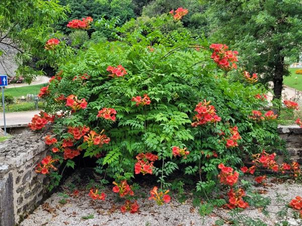 Propriété /gîtes/ chambre d'hôtes et grand terrain à St Sernin du Plain