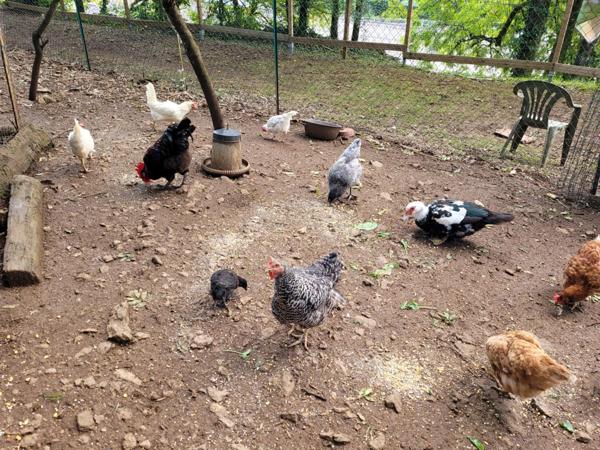 Propriété /gîtes/ chambre d'hôtes et grand terrain à St Sernin du Plain