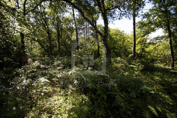 Terrain Constructible de 2300 m²  Certificat d'Urbanisme Opérationnel Obtenu  À 15 min de Sarlat