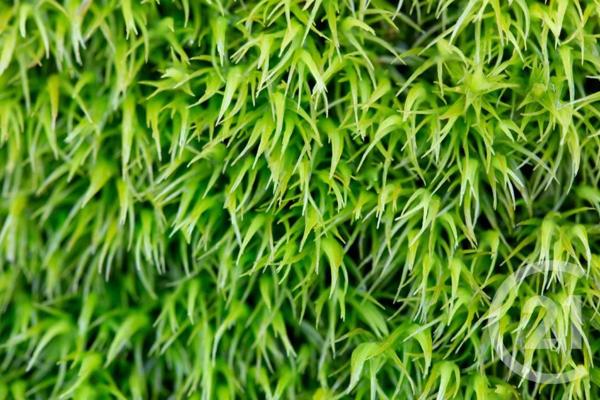 terrain à vendre 1168 m2 FEREL - 56