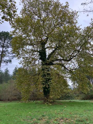Un domaine de pierre de 160 m² env. à rénover sur 15950 m² de forets préservées, Un havre rare entre ciel et pins !