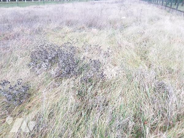 TERRAIN CONSTRUCTIBLE A ST ROMAIN SUR CHER, PROCHE BEAUVAL