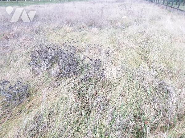 TERRAIN CONSTRUCTIBLE A ST ROMAIN SUR CHER, PROCHE BEAUVAL