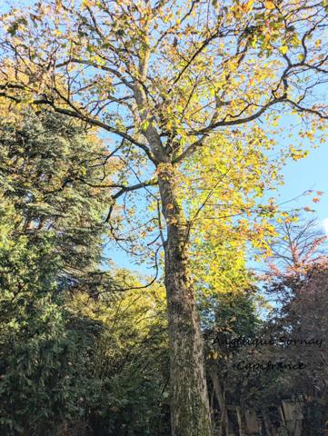 EN EXCLUSIVITE LONS LE SAUNIER (39) MAISON DE VILLE 5 min du centre-ville – Jardin