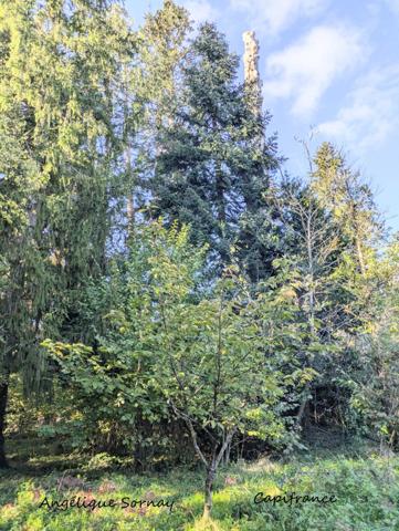 EN EXCLUSIVITE LONS LE SAUNIER (39) MAISON DE VILLE 5 min du centre-ville – Jardin