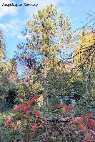 EN EXCLUSIVITE LONS LE SAUNIER (39) MAISON DE VILLE 5 min du centre-ville – Jardin