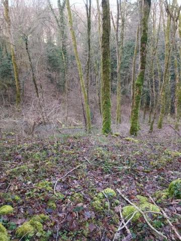 Terrain forestier – 6 175 m² – Granges-de-Vaivre Mouchard (Jura)