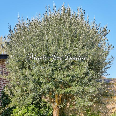 Maison à DEAUVILLE, 14800 - 5 pièces 135m²