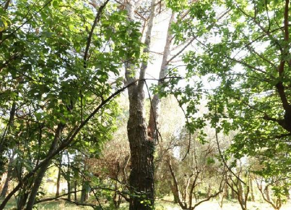 Maison à vendre    3 pièces •  Vallon-Pont-d'Arc