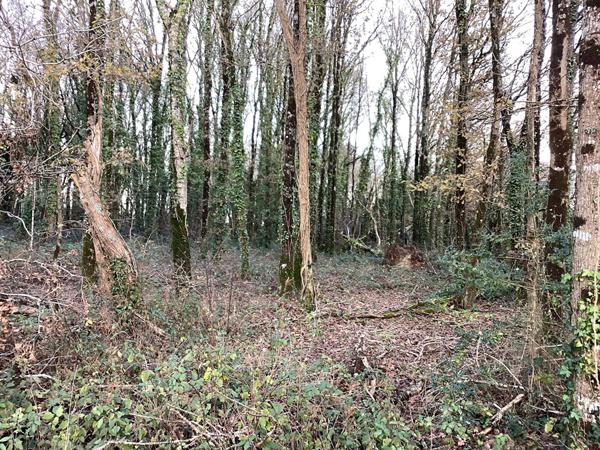 Ensemble de 4 parcelles en partie boisées