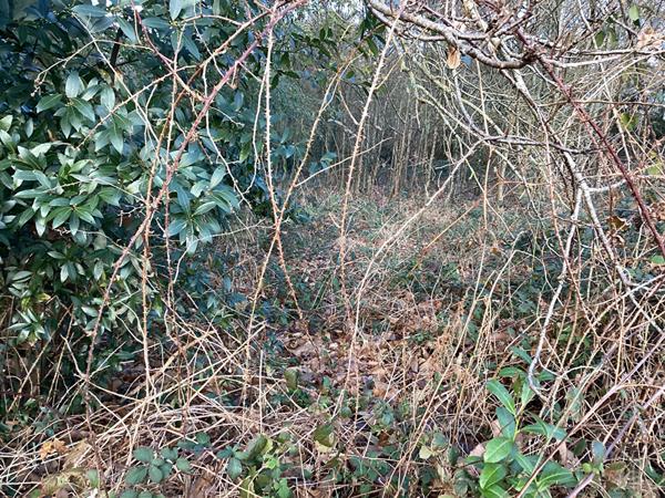 Ensemble de 4 parcelles en partie boisées