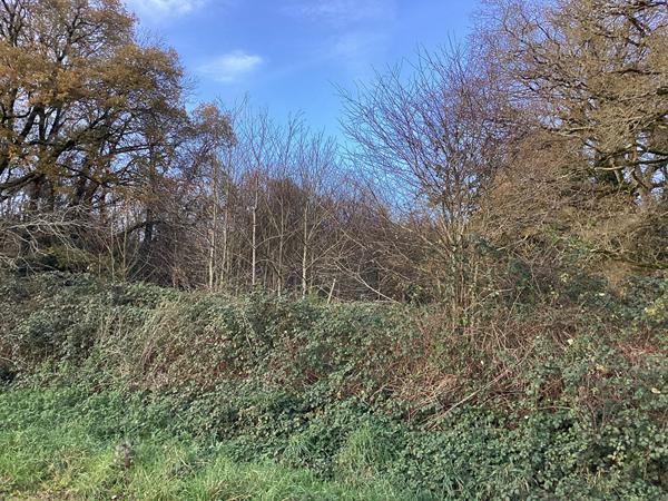 Ensemble de 4 parcelles en partie boisées