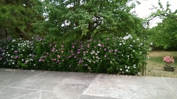 Champigny (89340) Grande maison familiale à Champigny-sur-Yonne