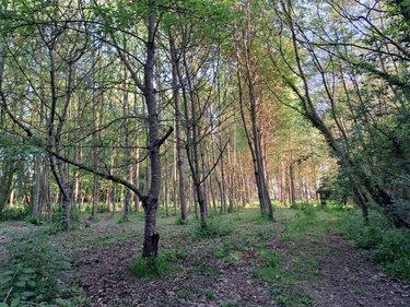 Terrain de loisirs - Bois - Etang à vendre à Craon en Mayenne (53400), ref : 076/2707-MOR