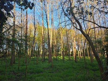 Terrain de loisirs - Bois - Etang à vendre à Craon en Mayenne (53400), ref : 076/2707-MOR