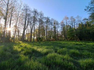 Terrain de loisirs - Bois - Etang à vendre à Craon en Mayenne (53400), ref : 076/2707-MOR