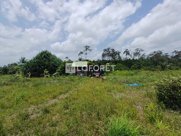 Achat terrain Montsinéry-Tonnegrande - 18469 m² - 174 000 €