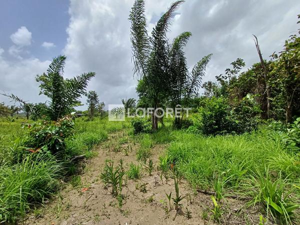 Achat terrain Montsinéry-Tonnegrande - 18469 m² - 174 000 €