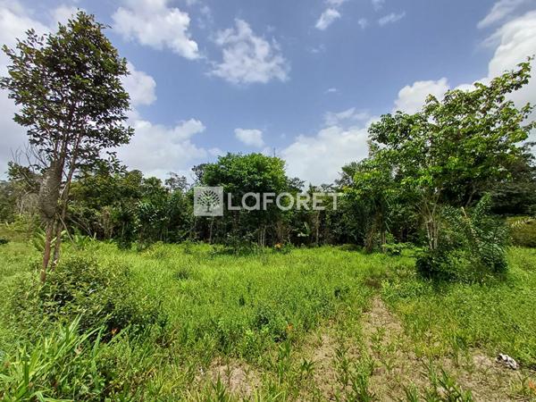 Achat terrain Montsinéry-Tonnegrande - 18469 m² - 174 000 €