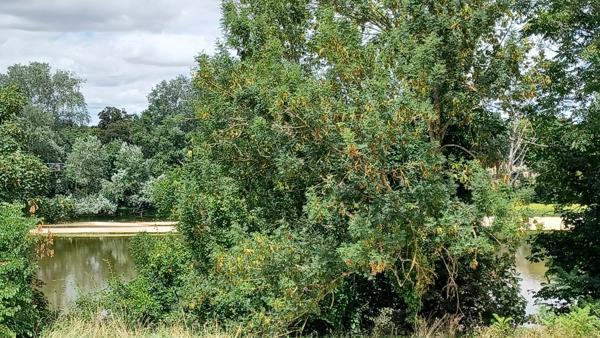 À vendre - Maison ancienne, 7 pièces située à Amboise (37400)