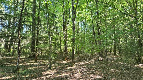 Terrain de loisir boisé 2.3Ha + Source - Proche Limoges