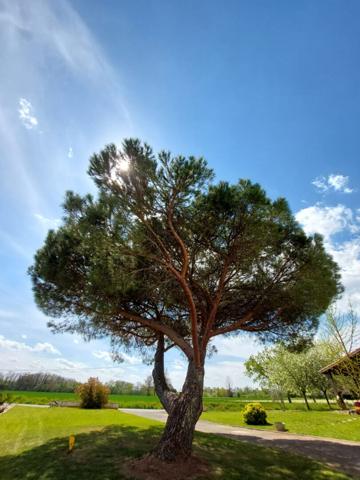 Terrain constructible, viabilisé et arboré de 978 m²