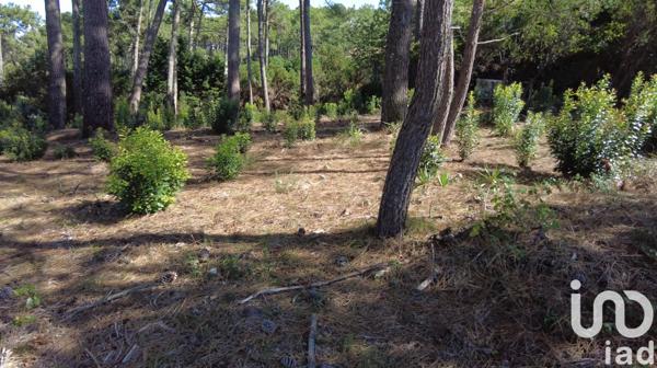 Terrain à vendre 1 168 m² Lège-Cap-Ferret