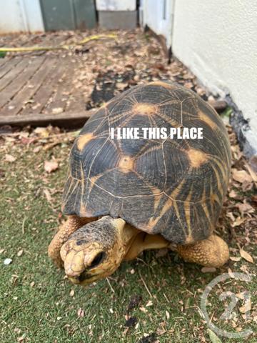 Maison à vendre  4 pièces - 90 m2 ST PAUL - 974