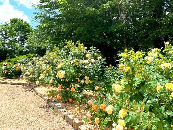 DEMEURE BRESSANE  haut gamme terrain 2 hectares