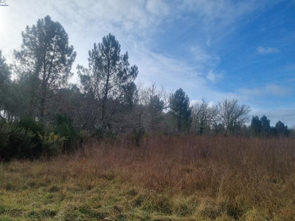 Terrain