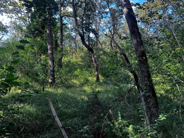 Terrain de loisir/bois