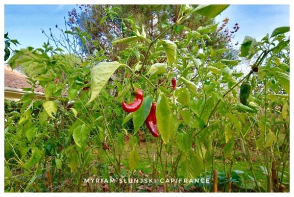 Dpt Landes (40), à vendre RIVIERE SAAS ET GOURBY Maison de Maître de fin 17ème de 225 m² environ.