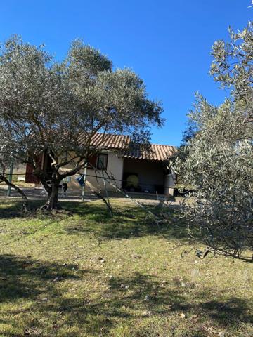 Terrain avec cabanon et oliviers centenaires 3095 m2