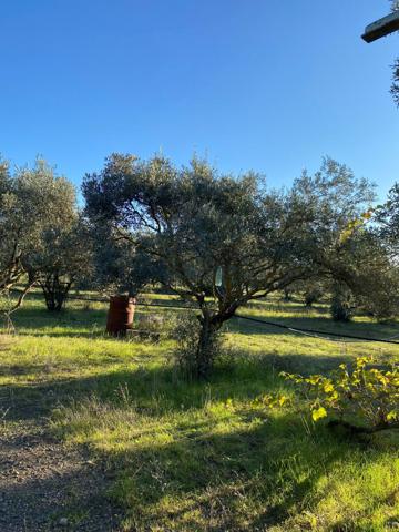 Terrain avec cabanon et oliviers centenaires 3095 m2