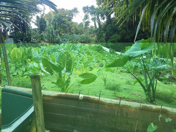 Terrain  500 m2 a vendre au gros -morne