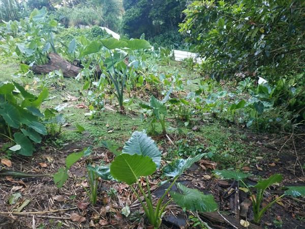 Terrain  500 m2 a vendre au gros -morne