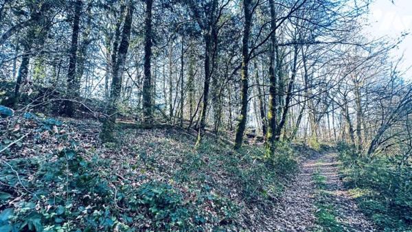  bois et près à GUILLOGOMARCH 