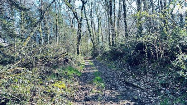  bois et près à GUILLOGOMARCH 