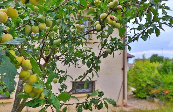 Maison à fort potentiel, au calme absolu, avec grand terrain arboré
