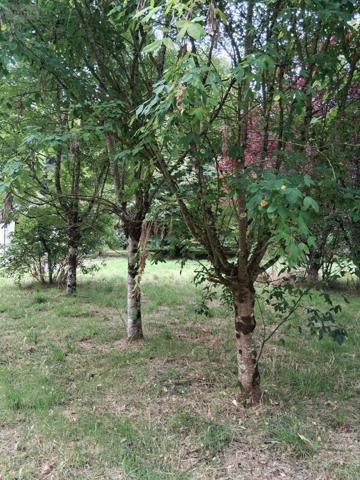 Maison à restaurer à vendre à Breil dans le Maine-et-Loire (49490), ref : 402   
bauge