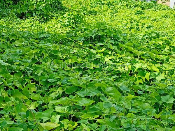 Terrain de 1736 m 2 dont 300 m 2 constructibles  et le reste en agricole