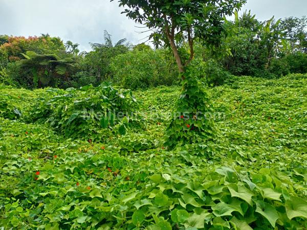 Terrain de 1736 m 2 dont 300 m 2 constructibles  et le reste en agricole