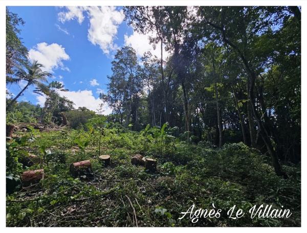 Terrain Arboré à Pigeon 3 500 m2