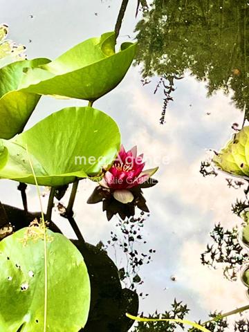 Maison à BOUCHEMAINE, 49080 - 6 pièces 194m²