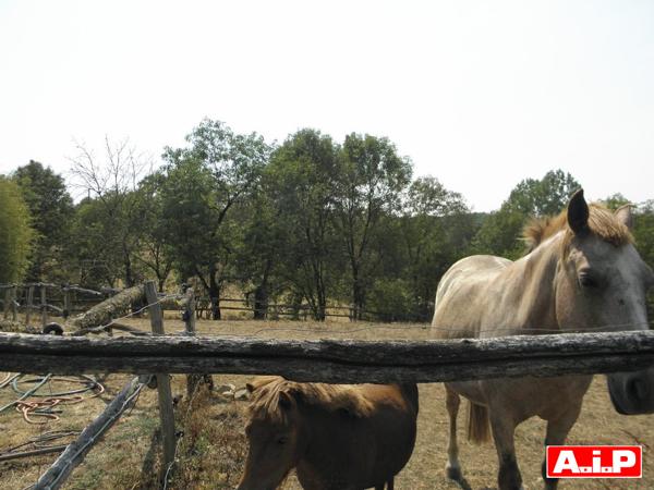 Maison 4 chambres en campagne sur 2,7ha