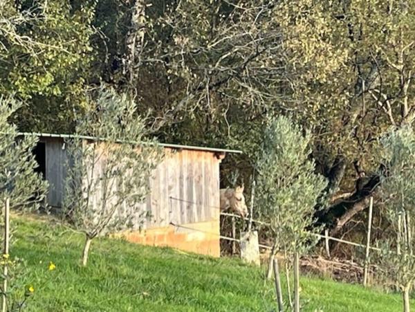 MARCIAC(32) proche, BELLE PROPRIETE GASCONNE 3ha, maison de maitre, 4 gîtes, piscine, boxes à chevaux