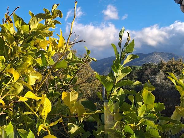 Maison à vendre à Saint André, 155 m², 3 faces, 6 pièces, 4 chambres, piscine