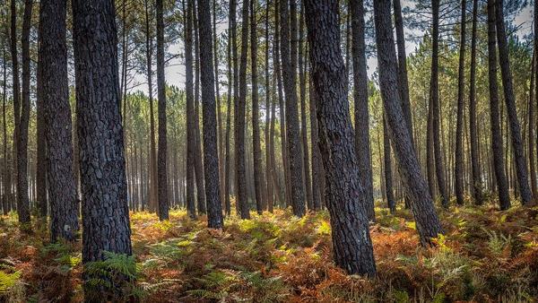 Gujan-Mestras ! 6 Hectares de Terrains forestiers en zone naturelle !